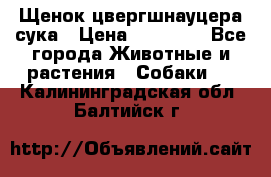 Щенок цвергшнауцера сука › Цена ­ 25 000 - Все города Животные и растения » Собаки   . Калининградская обл.,Балтийск г.